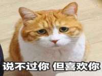 上海哆徕米网络科技工作室